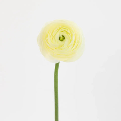 Champagne Wholesale Ranunculus Flowers Stem - Image