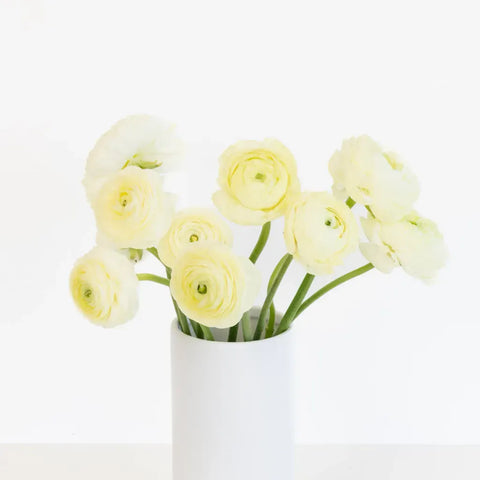 Champagne Wholesale Ranunculus Flowers Vase - Image