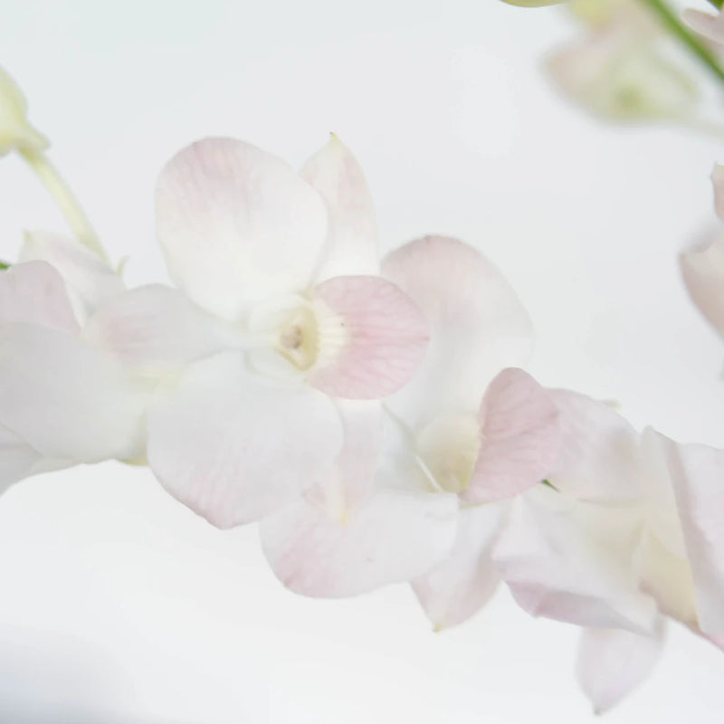 Chanel Blush Dendrobium Orchids Close Up - Image
