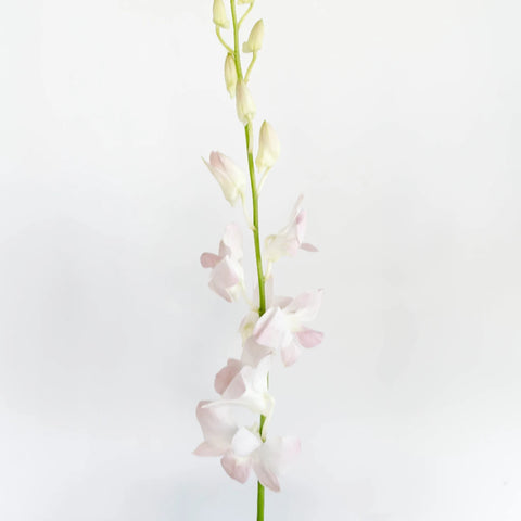 Chanel Blush Dendrobium Orchids Stem - Image