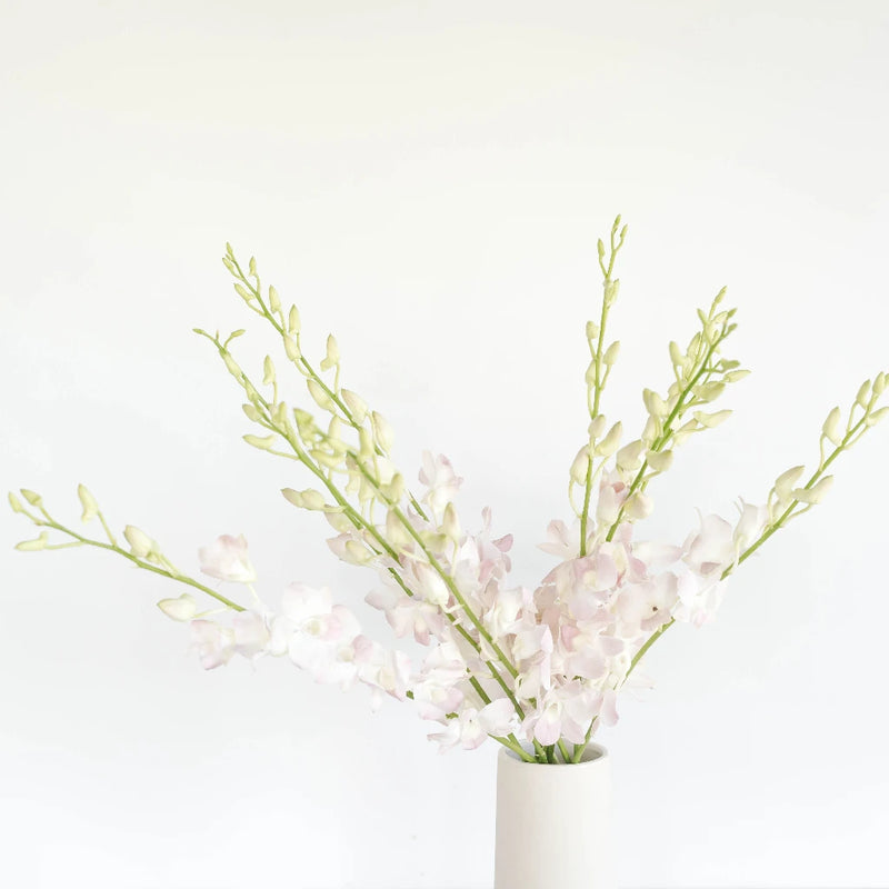 Chanel Blush Dendrobium Orchids Vase - Image