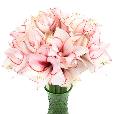 Red Blush Amaryllis Flowers