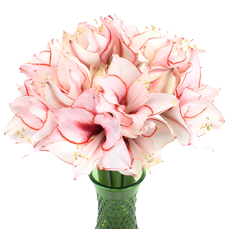 Red Blush Amaryllis Flowers