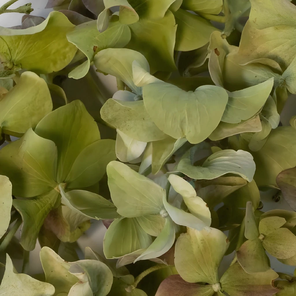 Buy Wholesale Chartreuse Dried Hydrangea Petals in Bulk - FiftyFlowers