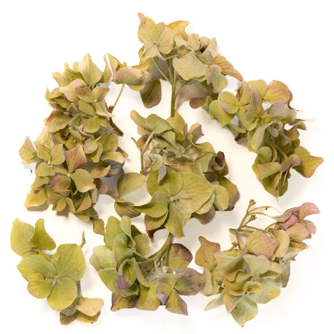 Chartreuse Dried Hydrangea Petals Vase - Image