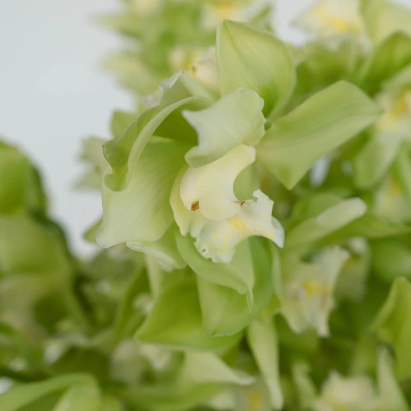 Chartreuse Green Cymbidium Orchid Close Up - Image