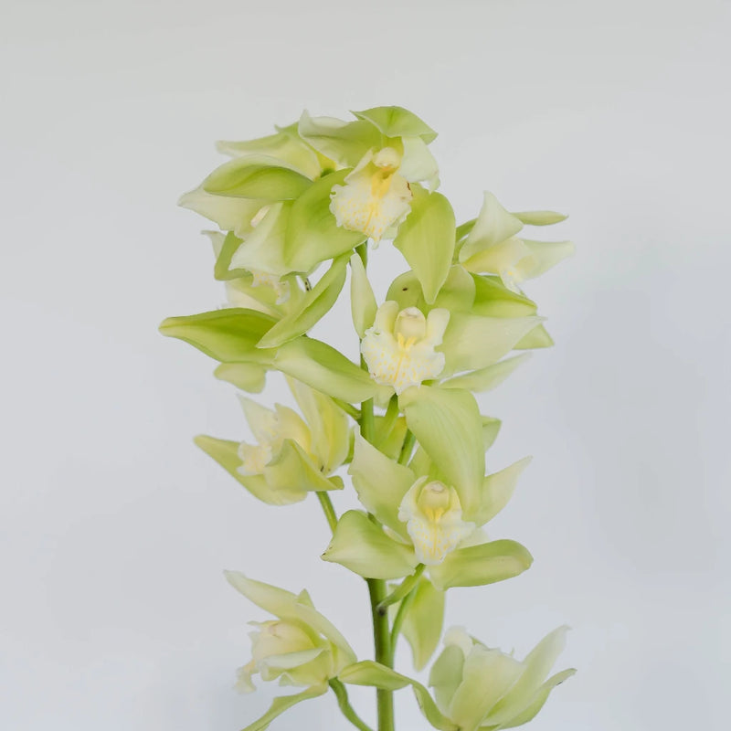 Chartreuse Green Cymbidium Orchid Stem - Image