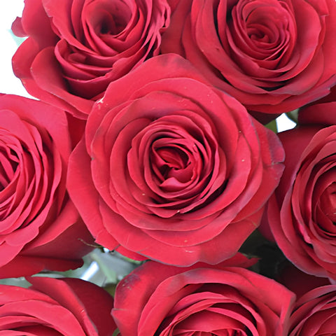 Queen of Hearts Rose