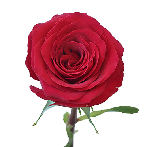 Queen of Hearts Rose