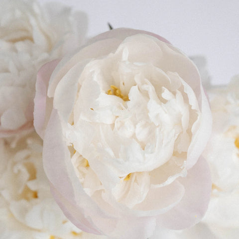 Cheddar Cheese Peony Close Up - Image