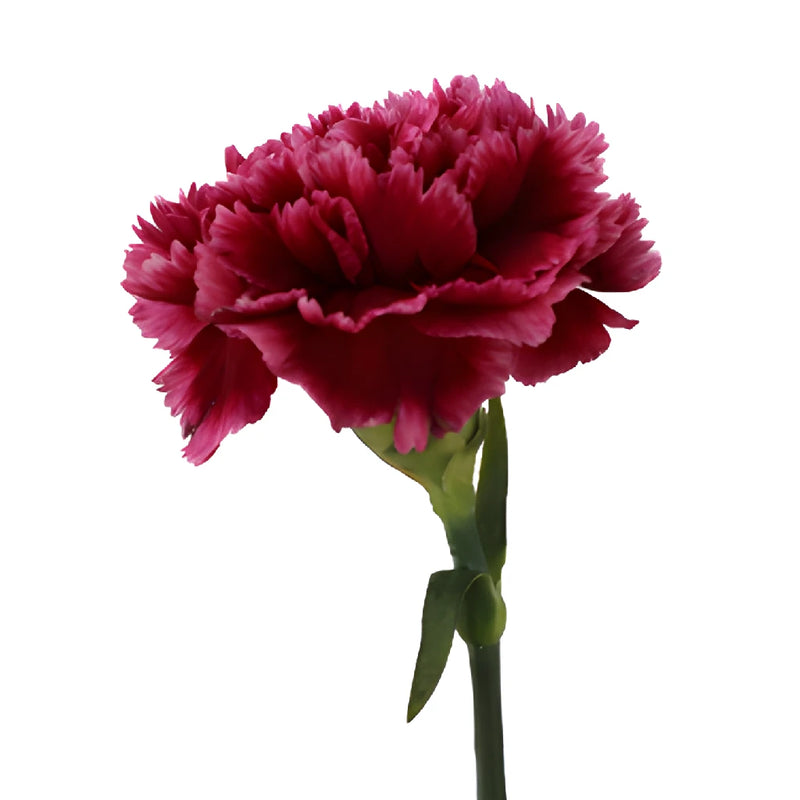 Cherries in the Snow Carnation Stem Side View