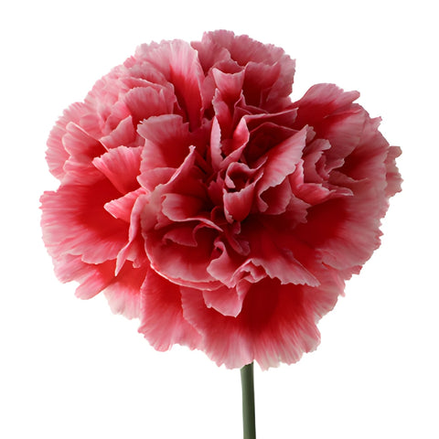 Cherrio Bicolor Hot Pink and Pink Carnation Flower Bloom