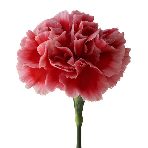 Cherrio Bicolor Hot Pink and Pink Carnations side stem