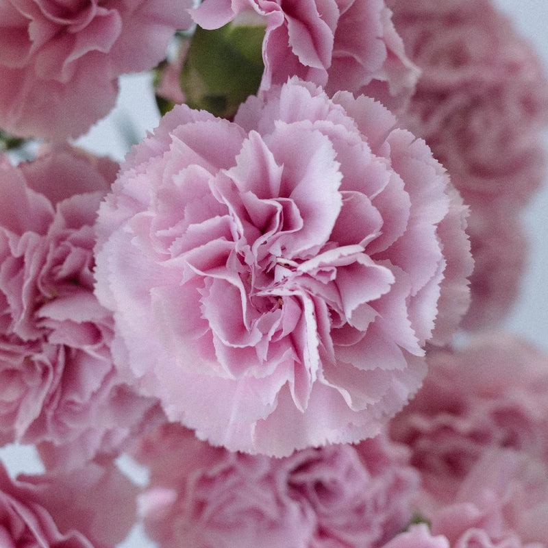 Cherry Blossom Carnations Close Up - Image