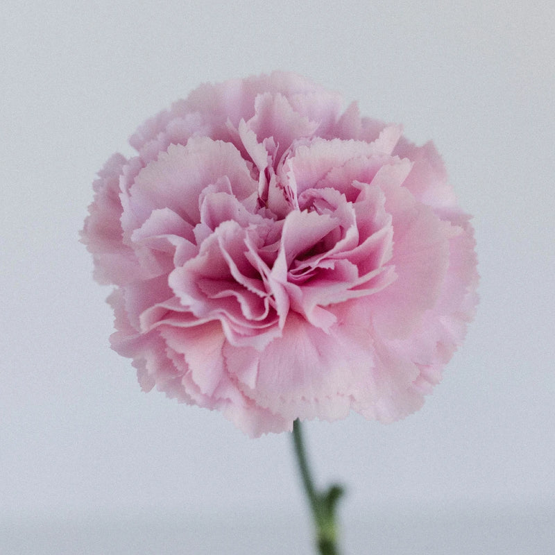Cherry Blossom Carnations Stem - Image