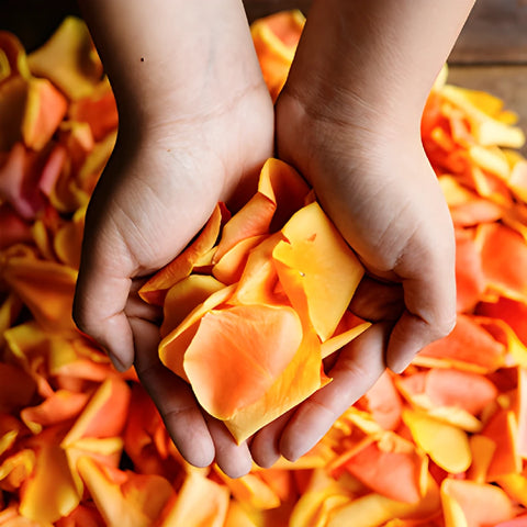 Cherry Brandy Rose Petals Wholesale