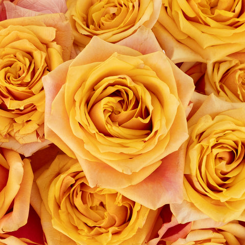 Cherry Brandy Sunkissed Rose Close Up - Image