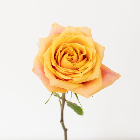 Cherry Brandy Sunkissed Rose Stem - Image