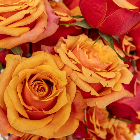 Cherry Brandy Sunkissed Rose Close Up - Image