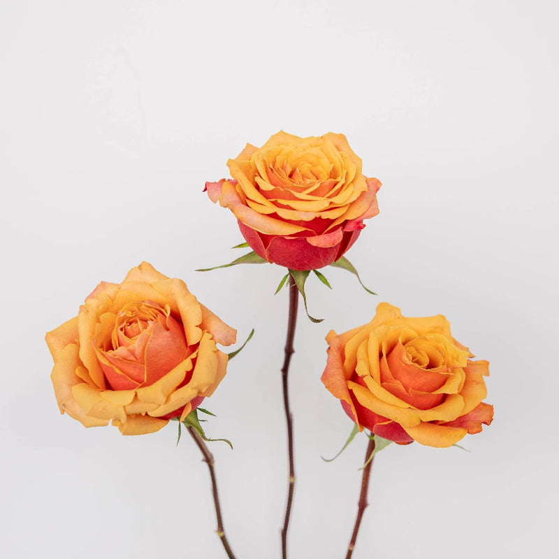 Cherry Brandy Sunkissed Rose Stem - Image