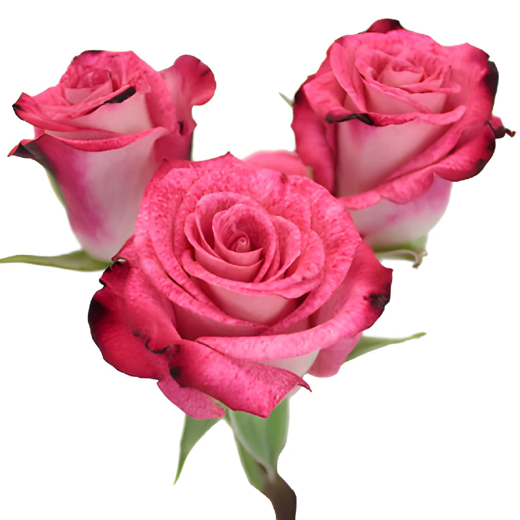Buy Wholesale Wild About Pink Petite Spray Roses in Bulk - FiftyFlo
