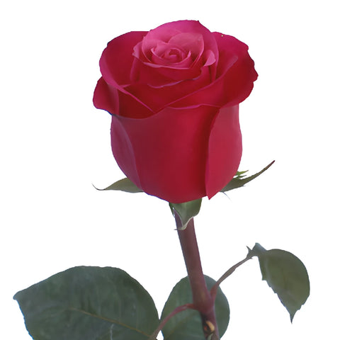 Cherry Dark Pink Rose