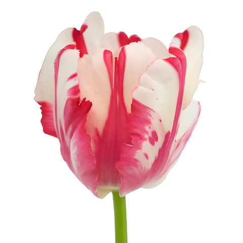 Cherry Splash Parrot Tulip Close Up - Image