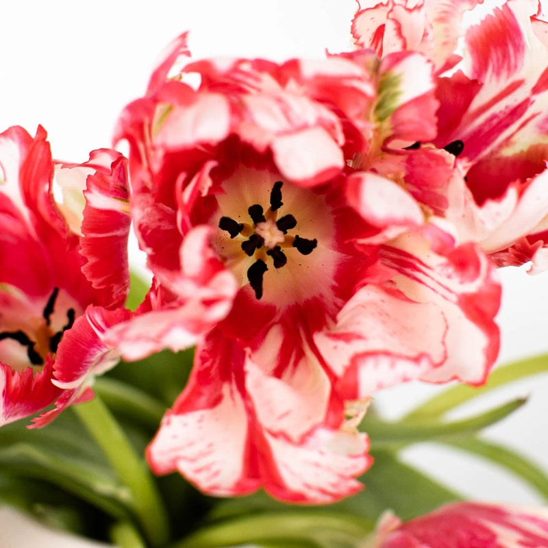 Cherry Splash Parrot Tulip Stem - Image