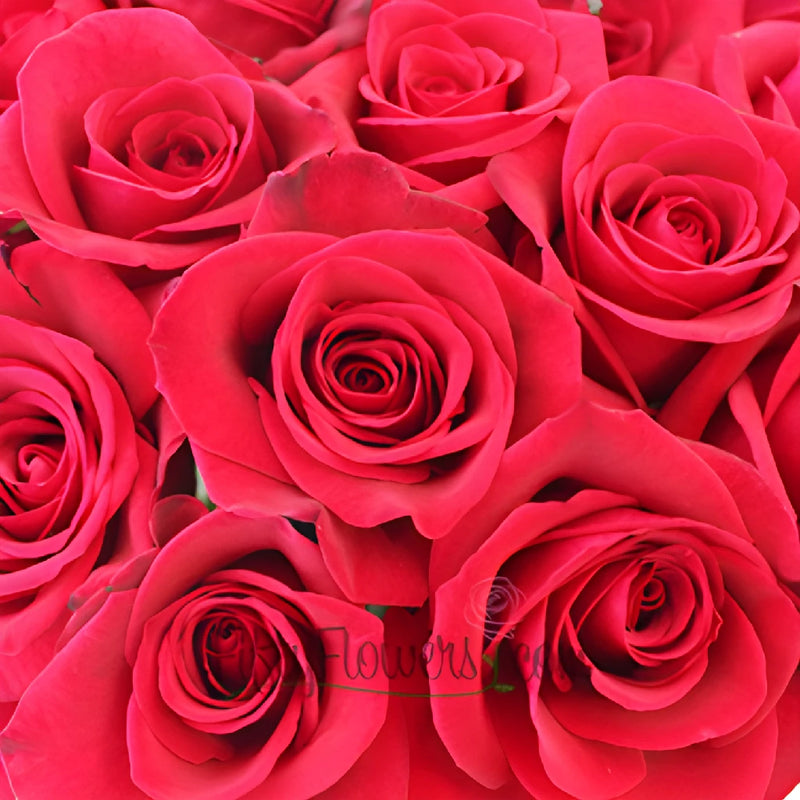 Buy Wholesale Cherry Love Red Rose in Bulk - FiftyFlowers
