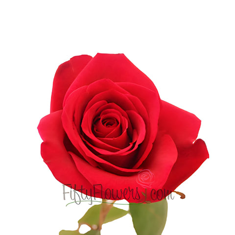 Cherry Love Red Rose