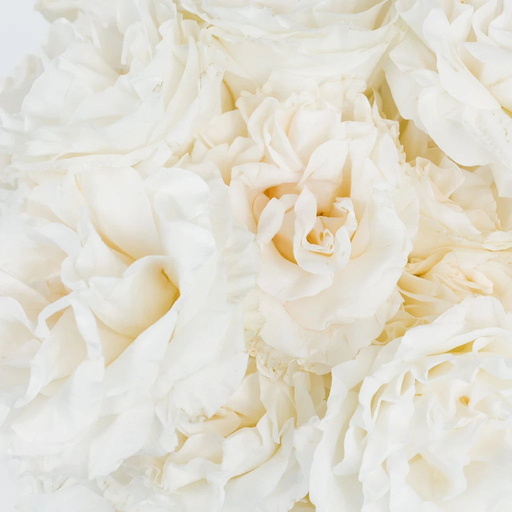 Buy Wholesale Giant White Pearl Garden Roses in Bulk - FiftyFlowers