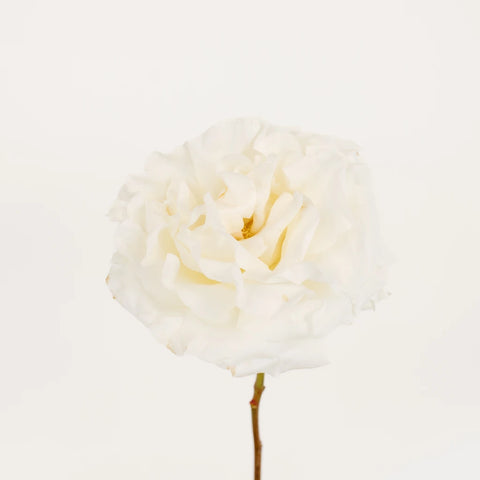 Chiffon Garden Rose Stem - Image