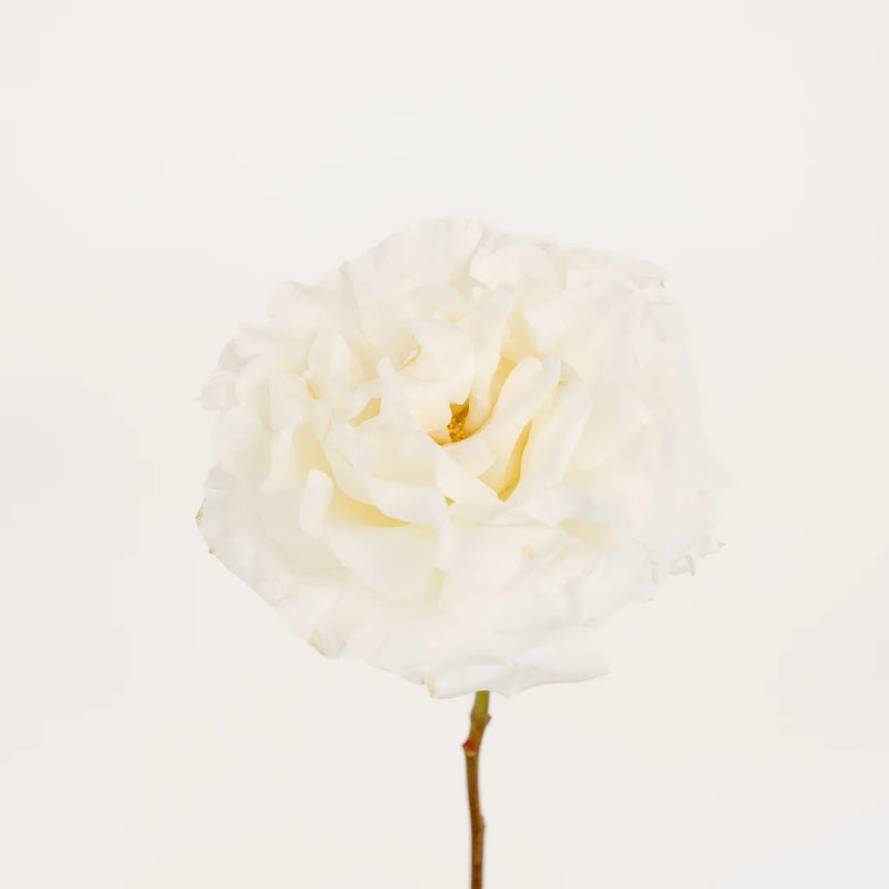 Chiffon Garden Rose Stem - Image