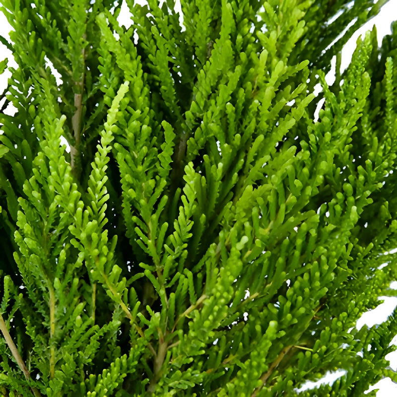 Green Chilean Heather Flower