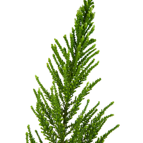 Green Chilean Heather Flower