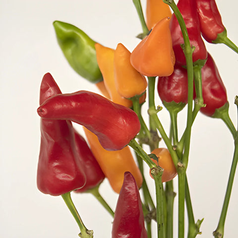 Wedding greenery chili pepper wholesale fall filler flowers sold near me