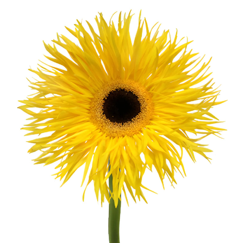 Golden Yellow Spider Gerbera Daisies