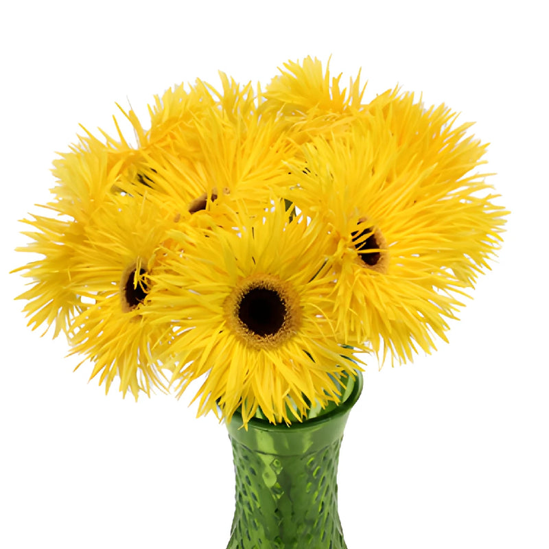 Golden Yellow Spider Gerbera Daisies