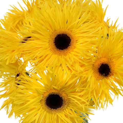 Golden Yellow Spider Gerbera Daisies