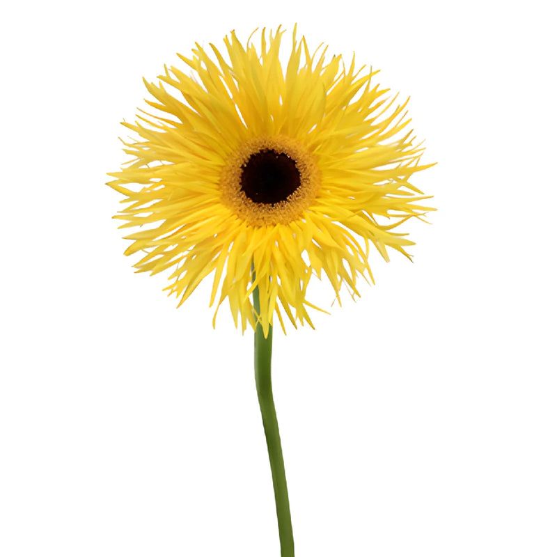 Golden Yellow Spider Gerbera Daisies