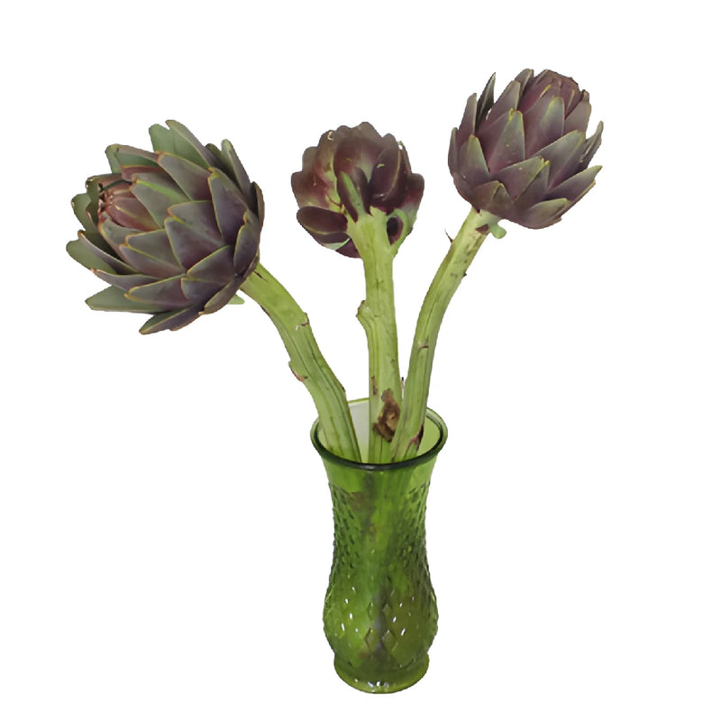 Hint of Purple Ornamental Artichoke