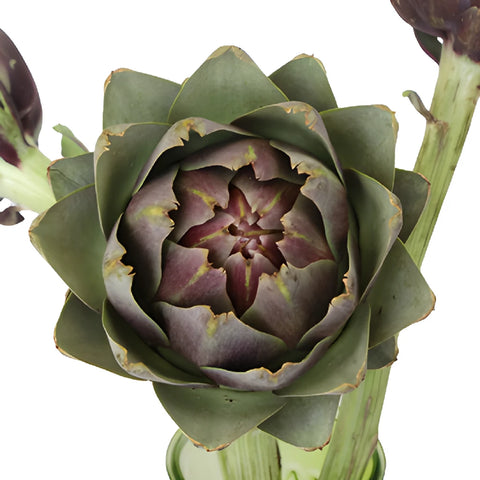 Buy Wholesale Hint of Purple Ornamental Artichoke in Bulk - FiftyFl