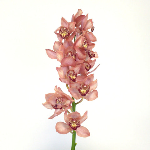 Chocolate Browny Cymbidium Orchid Stem - Image