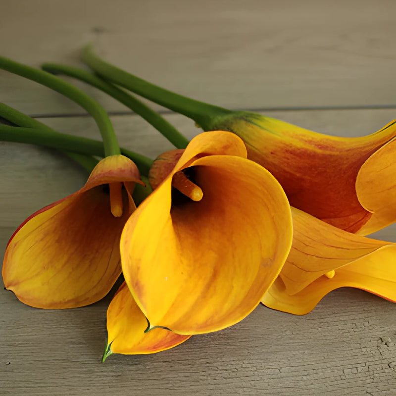 Light Orange Mini Calla Lily Flowers