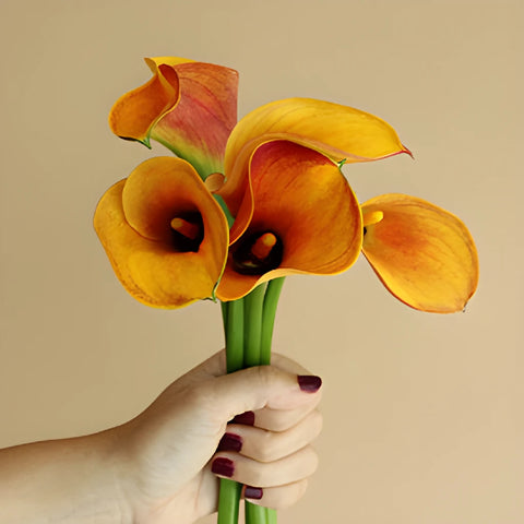 Light Orange Mini Calla Lily Flowers