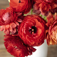 Chocolate Ranunculus Fresh Cut Flower