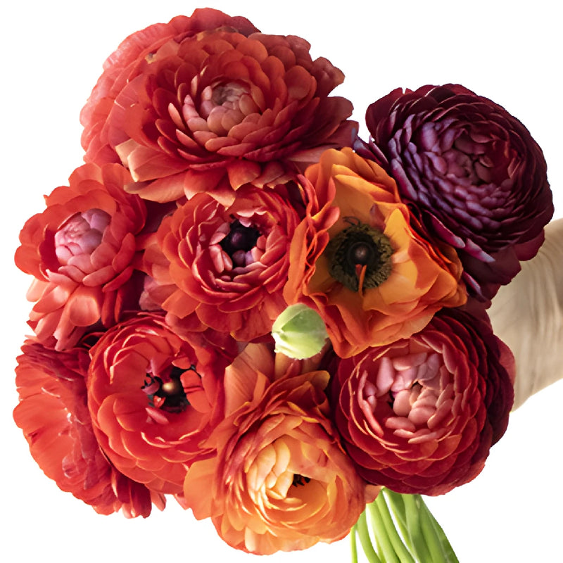 Chocolate Ranunculus Fresh Cut Flower