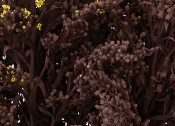 Chocolate Tinted Solidago Flowers Close Up - Image
