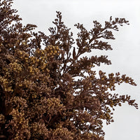 Chocolate Tinted Solidago Flowers Close Up - Image