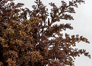 Chocolate Tinted Solidago Flowers Close Up - Image